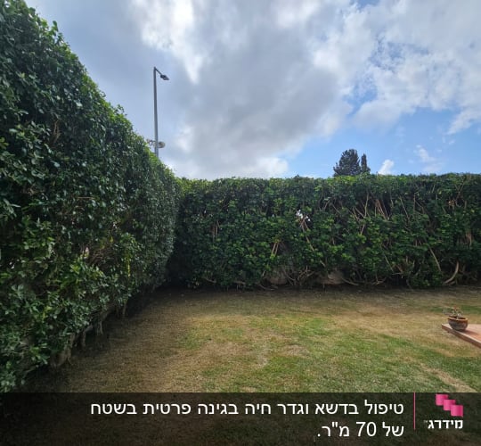 חצר בית פרטי עם גדר חי גבוהה וגזורה ומדשאה